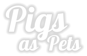 Pigs    as  Pets